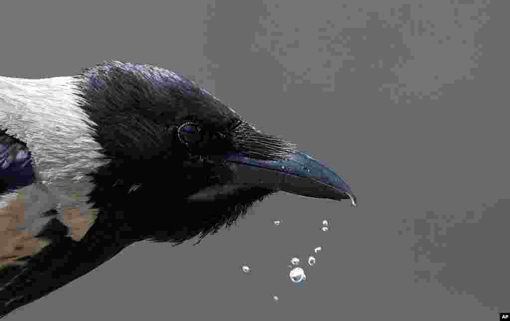 A bird drinks water from a fountain in Baku, Azerbaijan.