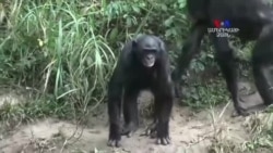 Բոնոբո եզակի կապիկները