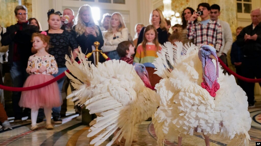 Dos pavos, llamados Liberty y Bell, que recibirán un perdón presidencial en la Casa Blanca antes del Día de Acción de Gracias, asisten a su conferencia de prensa, el domingo 19 de noviembre de 2023, en el Hotel Willard InterContinental en Washington.