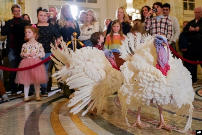 Dos pavos, llamados Liberty y Bell, que recibirán un perdón presidencial en la Casa Blanca antes del Día de Acción de Gracias, asisten a su conferencia de prensa, el domingo 19 de noviembre de 2023, en el Hotel Willard InterContinental en Washington. (Foto AP/Jacquelyn Martin)