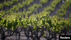 A vineyard is seen in Paso Robles, California, April 20, 2015.