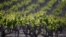 A vineyard is seen in Paso Robles, California, April 20, 2015.
