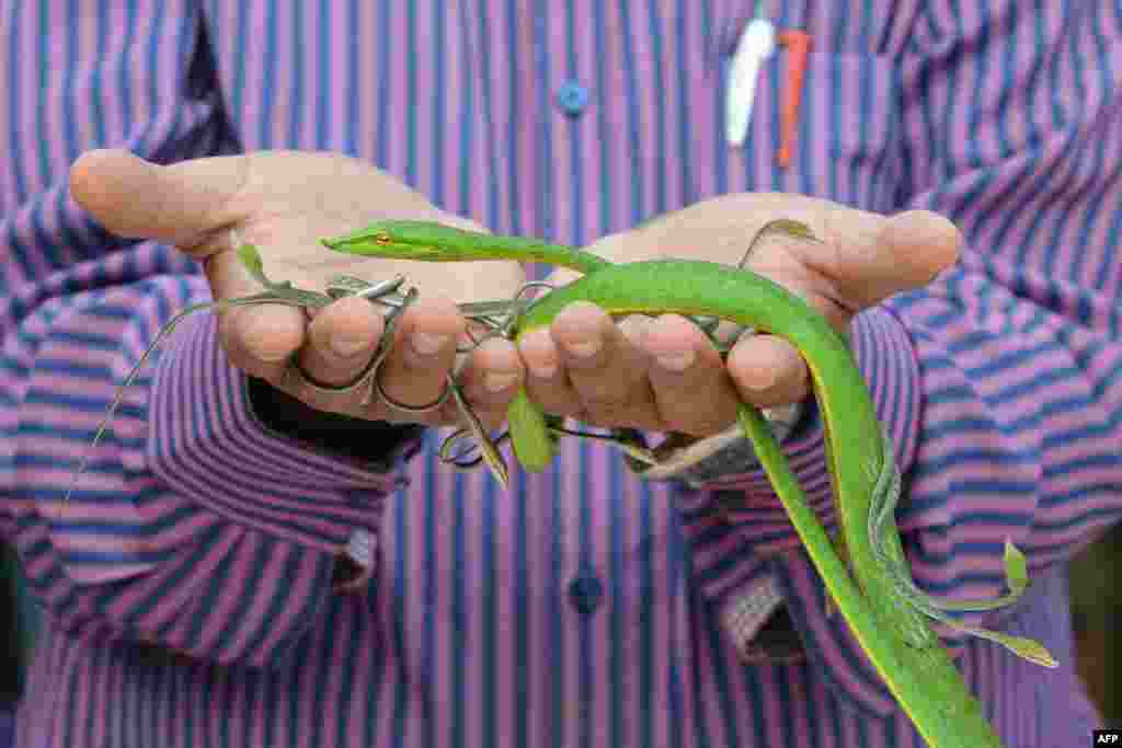 Asha Foundation Animal Shelter and Hospital founder and coordinator Harmesh Bhatt poses with a rescued wine snake and its young at the shelter in the village of Hathijan, some 20 kms from Ahmedabad, India.