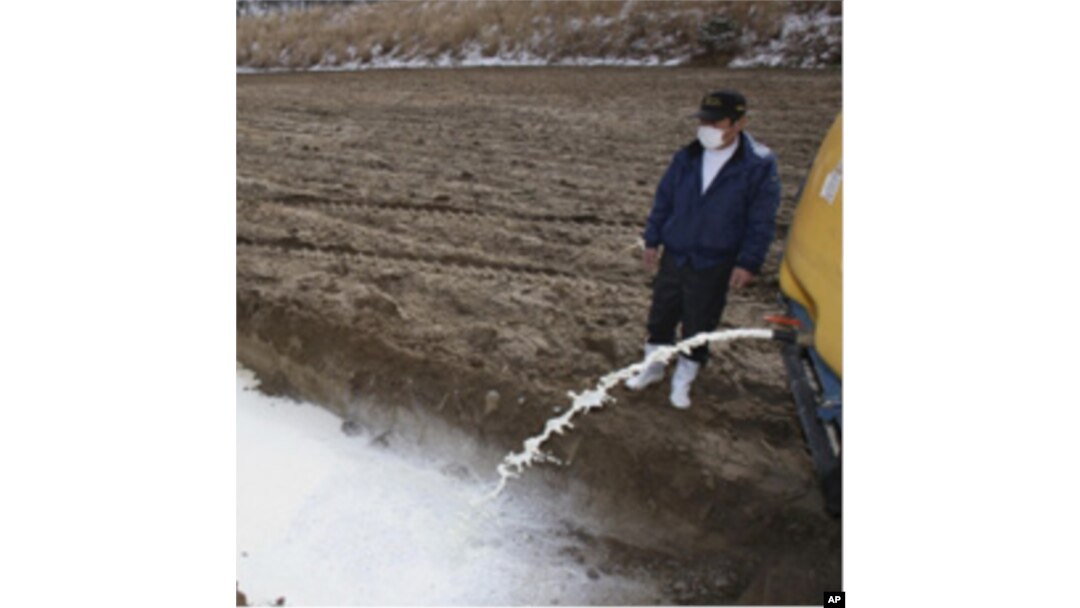 A farmer drains milk into a pit in Iitate, northeastern Japan.
