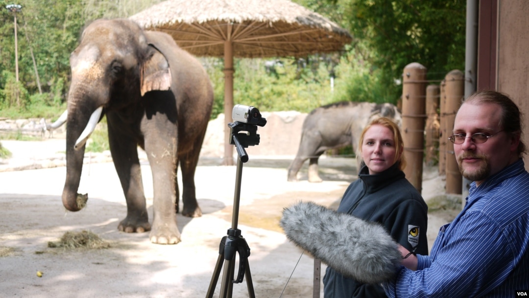 Ilmuwan Angela Stoeger dan Daniel Mietchen merekam vokalisasi gajah bernama Koshik di Kebun Binatang Everland, Korea Selatan. (Foto: Current Biology, Stoeger et al.)
