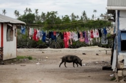 FILE - A pig walks outside a house in Nuku'alofa, Tonga, April 7, 2019.