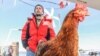 Meet Monique, the Chicken Sailing Around the World