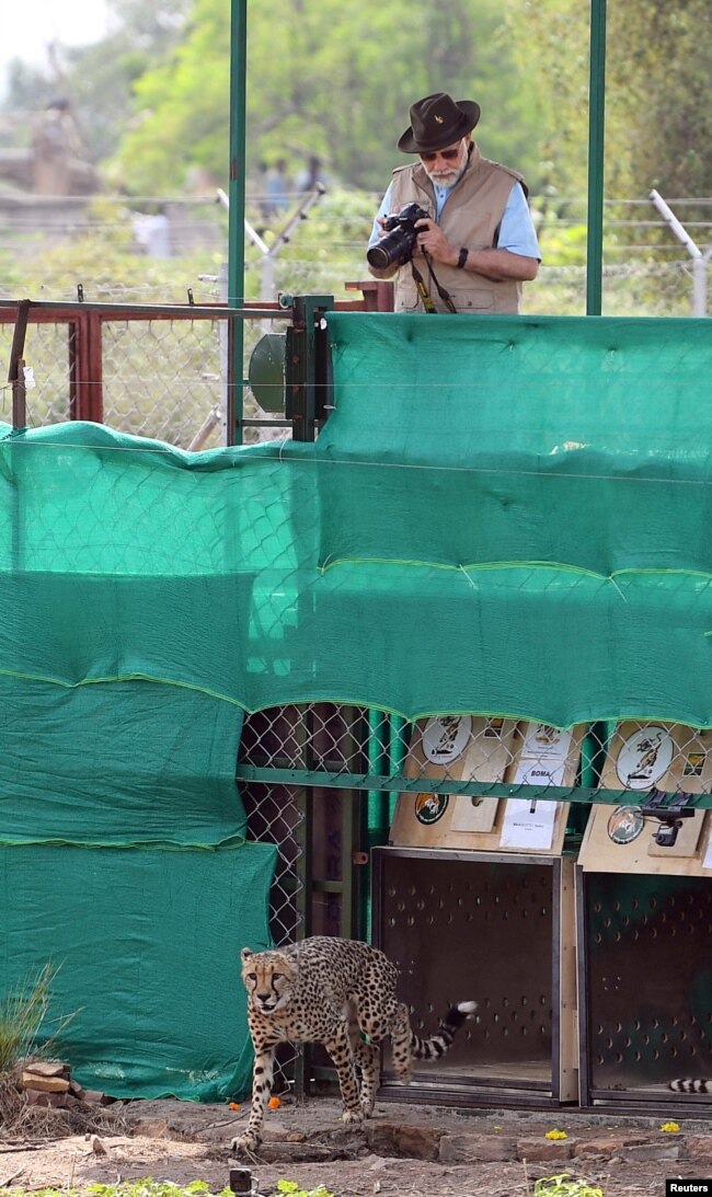 India's Prime Minister Narendra Modi holds a camera after he released cheetahs following their translocation from Namibia, in Kuno National Park, Madhya Pradesh, India, September 17, 2022. (India's Press Information Bureau/Handout via REUTERS)