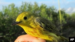 This June 18, 2016 photo provided by the U.S. Geological Survey shows a Yellow Warbler in Nome, Alaska. (Rachel M. Richardson/U.S. Geological Survey via AP)