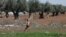 FILE - An internally displaced Syrian boy runs in a olive field, in Azaz, Syria, March 11, 2020.