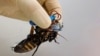 A researcher shows a Madagascar hissing cockroach, mounted with a "backpack" of electronics and a solar cell that enable remote control of its movement. (REUTERS/Kim Kyung-Hoon )