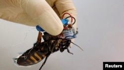 A researcher shows a Madagascar hissing cockroach, mounted with a "backpack" of electronics and a solar cell that enable remote control of its movement. (REUTERS/Kim Kyung-Hoon )