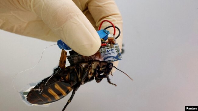 A researcher shows a Madagascar hissing cockroach, mounted with a "backpack" of electronics and a solar cell that enable remote control of its movement. (REUTERS/Kim Kyung-Hoon )