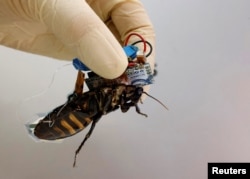 Madagascar hissing cockroach mounted with a "backpack" of electronics pictured in Wako