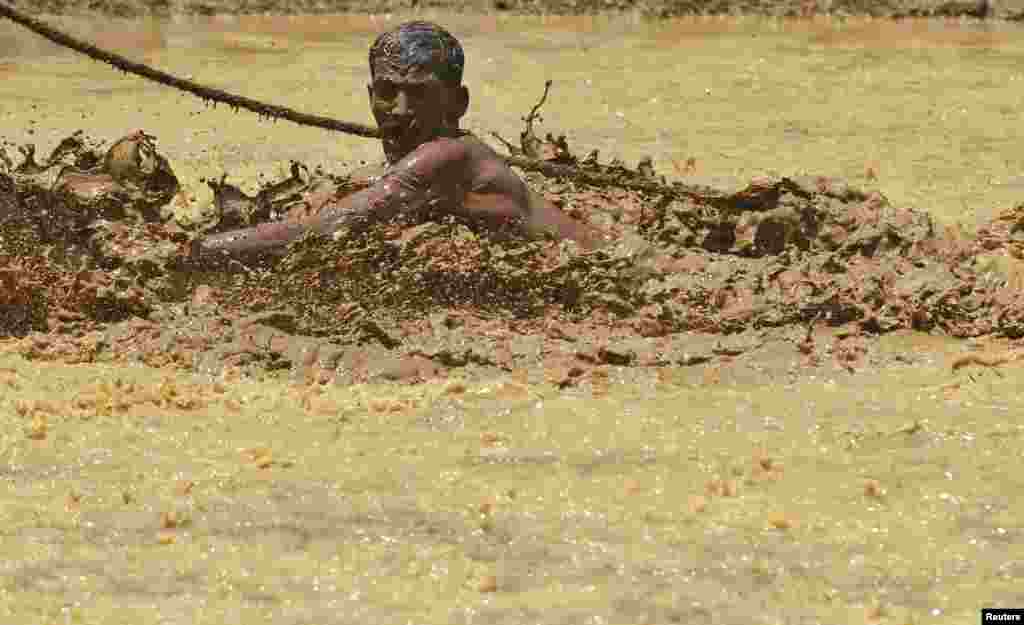 A farmer falls as he tries to hold the rope of a pair of oxen as they race through a paddy field during the Kakkoor Kalavayal festival at Kakkoor village in the southern Indian state of Kerala. 