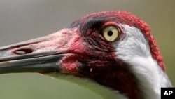 FILE - An adult whooping crane, a critically endangered species, is seen in captivity at the Audubon Nature Institute's Species Survival Center in New Orleans, June 21, 2018.