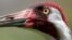 FILE - An adult whooping crane, a critically endangered species, is seen in captivity at the Audubon Nature Institute's Species Survival Center in New Orleans, June 21, 2018.