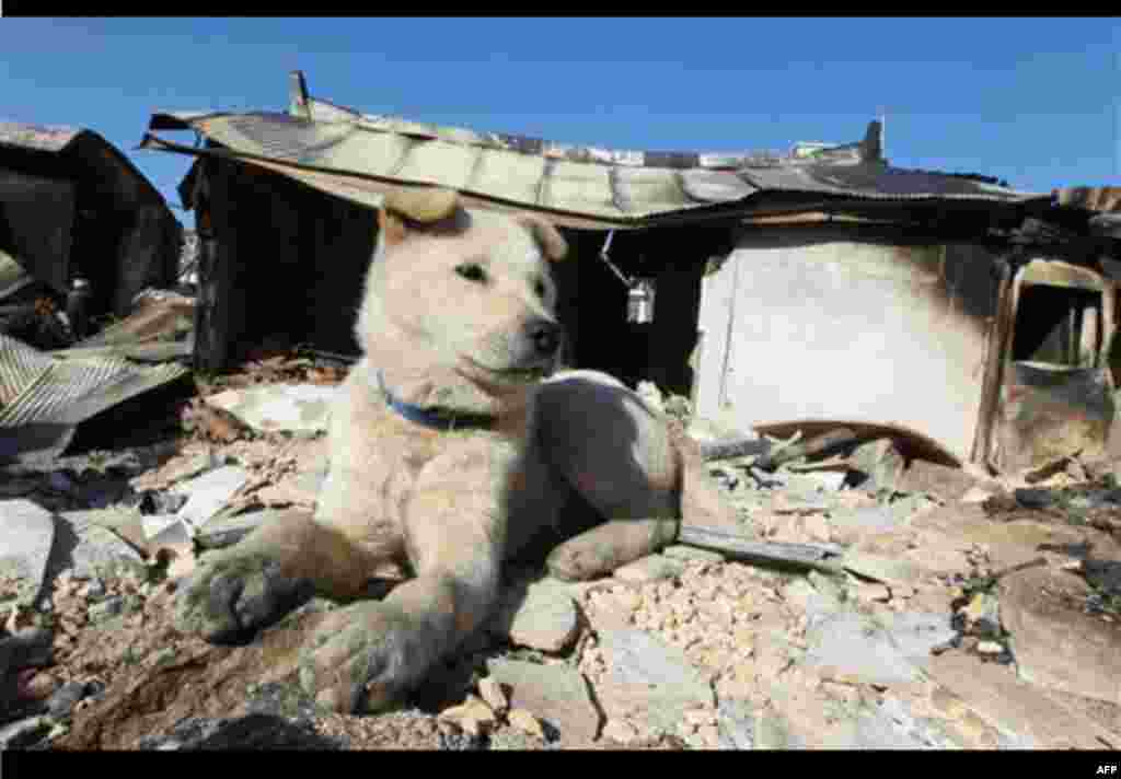 A dog sits at a house destroyed by North Korean shelling on Yeonpyeong island, South Korea, Friday, Nov. 26, 2010. North Korea warned Friday that U.S.-South Korean plans for military maneuvers put the peninsula on the brink of war, and appeared to launch