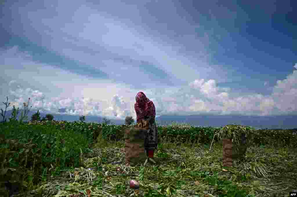A farmer packs turnips in a field on the outskirts of Srinagar, India.