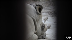 Sudan, le rhinocéros blanc, dans le zoo de Dvur Kralove, le 16 décembre 2009.