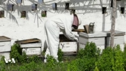 Une application pour surveiller les abeilles