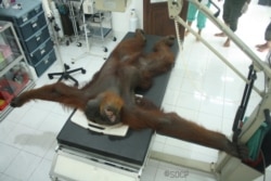 Orangutan Sumatera bernama Paguh saat menjalani perawatan medis di Stasiun Karantina Orangutan Batu Mbelin Sibolangit, Sumatera Utara, Kamis (21/11). (Courtesy: YEL-SOCP).