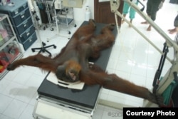 Orangutan Sumatera bernama Paguh saat menjalani perawatan medis di Stasiun Karantina Orangutan Batu Mbelin Sibolangit, Sumatera Utara, Kamis (21/11). (Courtesy: YEL-SOCP).