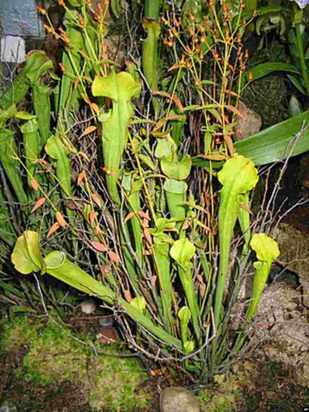 Habitat loss from development has hastened the decline of the Alabama Canebrake Pitcher plant. (Center for Plant Conservation)