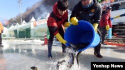 한파주의보가 내려진 7일 한국 강원도 화천군 산천어축제 낚시터 행사장에서 축제 관계자들이 산천어를 방류하고 있다.