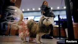 Her Majesty Briee Bride Elizabeth, an Imperial Shih Tzu breed, stands in the lobby after arriving at the Hotel Pennsylvania ahead of the 142nd Westminster Kennel Club Dog Show in midtown Manhattan, New York City, Feb. 9, 2018.