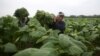 After Unusual Weather, Cuba Struggles to Save Prized Tobacco Crop