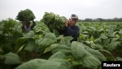 Farmers Andre Alvares, 60, (R), and Javier Sancho, 47, load a cart with fresh tobacco leaves to be taken to a curing barn at a tobacco farm in Cuba's western province of Pinar del Rio, Jan. 26, 2016.