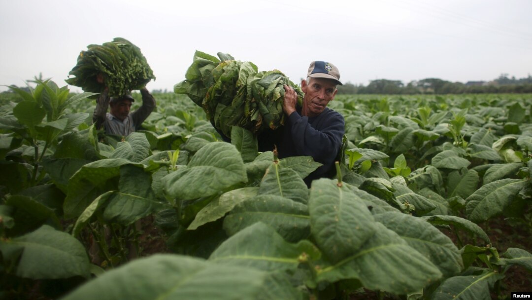 tobacco was considered a poor man's crop because had been cultivated and smoked by Native Americans for centuries before Christopher Columbus introduced it to Europe. Jane Pauley reports on how growing tobacco became America's first cash and After Unusual Weather, Cuba Struggles
