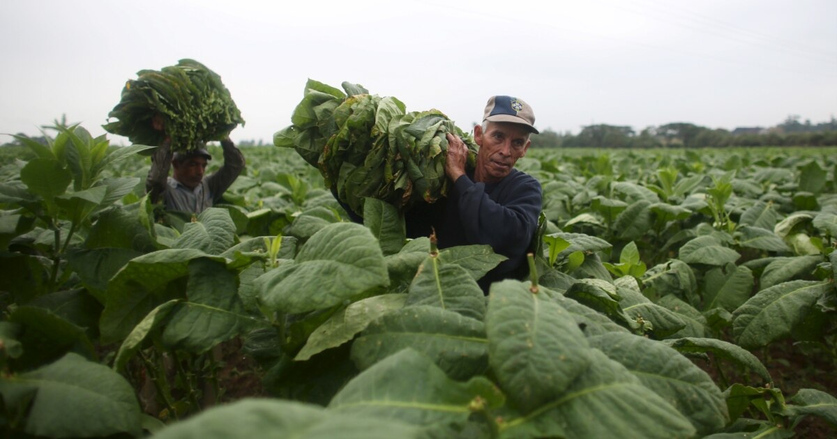tobacco was considered a poor man's crop because After Unusual Weather, Cuba Struggles to Save Prized Tobacco Crop