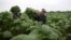 Farmers Andre Alvares, 60, (R), and Javier Sancho, 47, load a cart with fresh tobacco leaves to be taken to a curing barn at a tobacco farm in Cuba's western province of Pinar del Rio, Jan. 26, 2016.