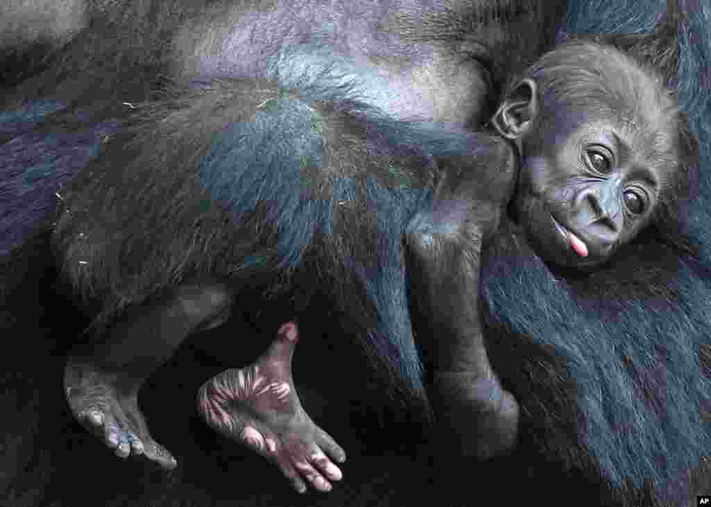 Seekor bayi gorilla bersantai di pelukan induknya, Kibara, di kebun binatang Leipzig, Jerman.