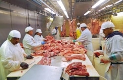 2015年7月18日芝加哥屠宰场工人切猪肉。