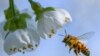 FILE - A honeybee flies towards a cherry tree blossom April 19, 2018. 