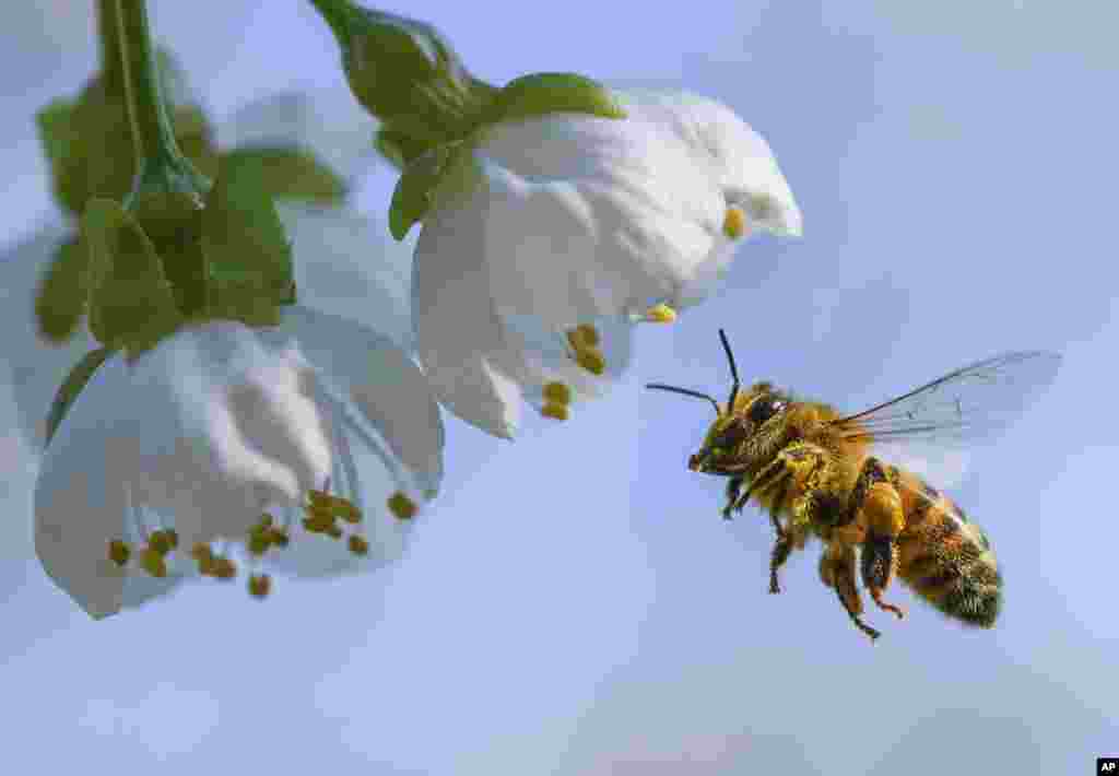 A honeybee flies towards a cherry tree blossom in Markendorf, Germany.