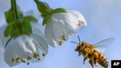 FILE - A honeybee flies towards a cherry tree blossom April 19, 2018. 