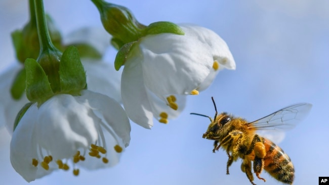 ARCHIVO - Una abeja vuela hacia la flor de un cerezo en Markendorf, Alemania, el jueves 19 de abril de 2018. (Patrick Pleul/dpa vía AP).