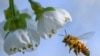 A honeybee flies towards a cherry tree blossom in Markendorf, Germany, Thursday, April 19, 2018. 