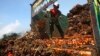 Serang pekerja menurunkan buah kelapa sawit di pabrik pengolahan kelapa sawit di Lebak, Indonesia, 19 Juni 2012.