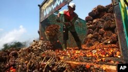 FILE - A worker unloads palm fruits at a palm oil processing plant in Lebak, Indonesia, June 19, 2012.