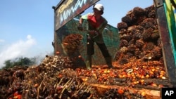 Serang pekerja menurunkan buah kelapa sawit di pabrik pengolahan kelapa sawit di Lebak, Indonesia, 19 Juni 2012.