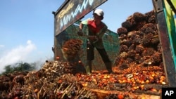 FILE - A worker unloads palm fruits at a palm oil processing plant in Lebak, Indonesia, June 19, 2012.