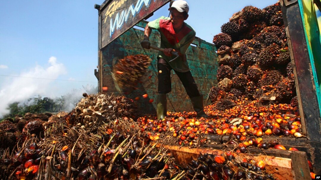 Seorang pekerja menurunkan kelapa sawit di pabrik minyak kelapa sawit di Lebak, Indonesia (foto: ilustrasi). 