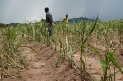 Malawian farmers like these who lost their crops to drought and armyworms will highly be affected by the lockdown. (Lameck Masina/VOA)
