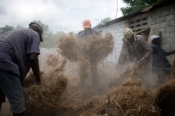 Workers prepare stringy roots culled from the vetiver plant, at a factory in Les Cayes, Haiti.