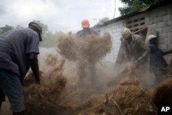 Workers prepare stringy roots culled from the vetiver plant, at a factory in Les Cayes, Haiti.